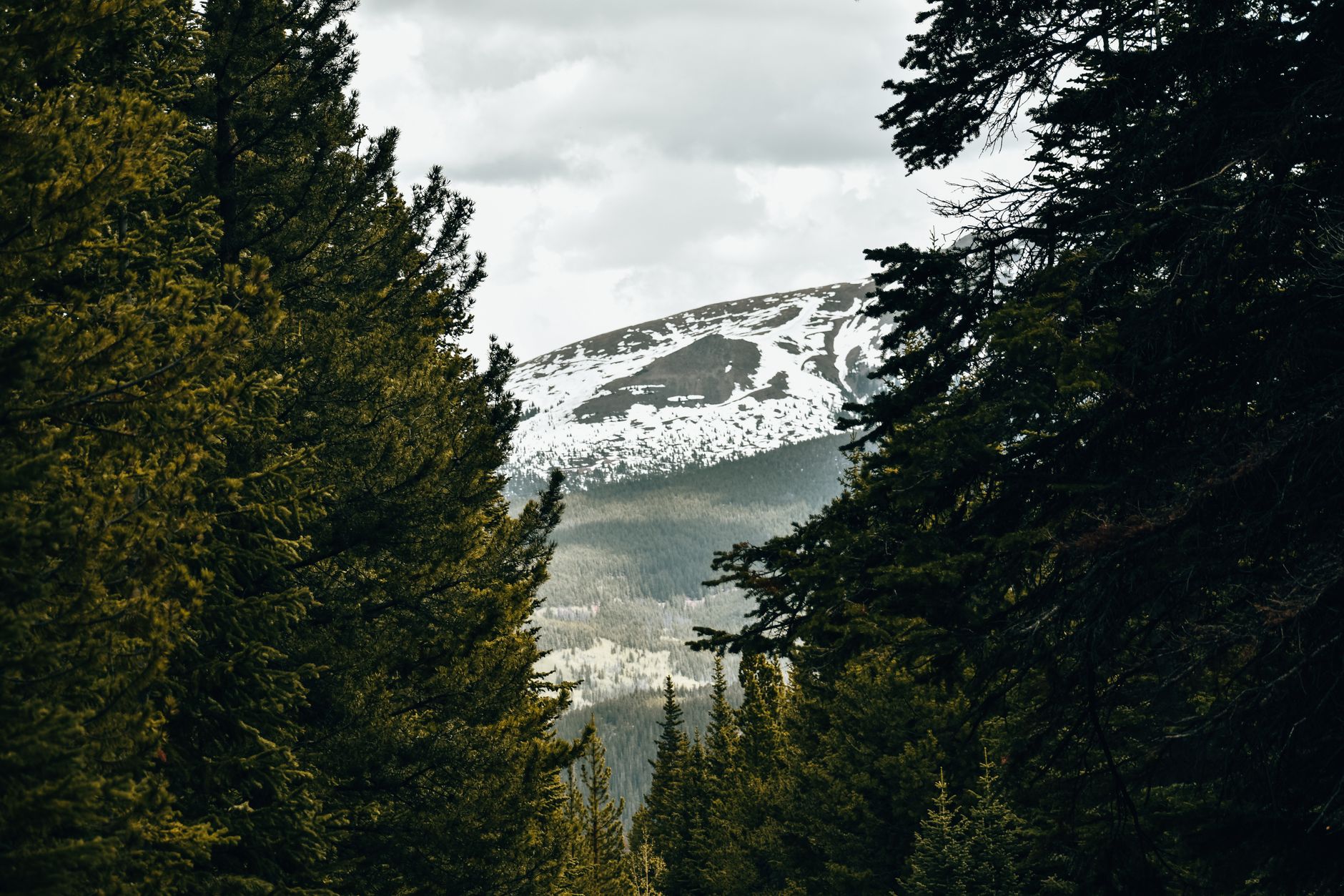 Tree service & land clearing serving Coeur d'Alene, ID
