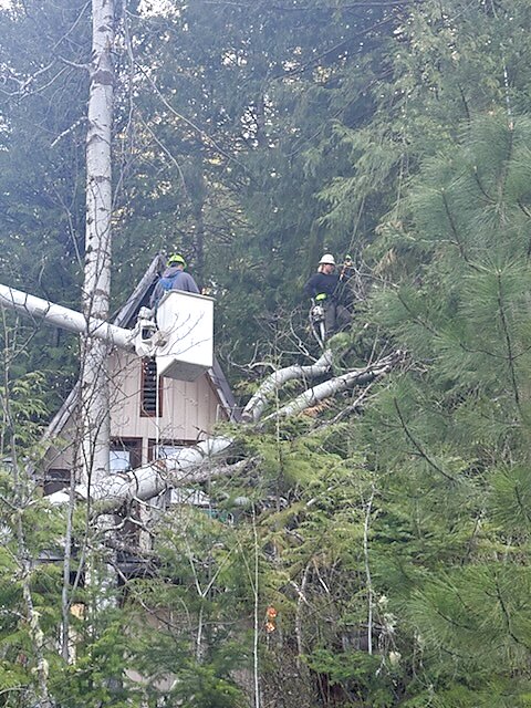 Tree Health & Care