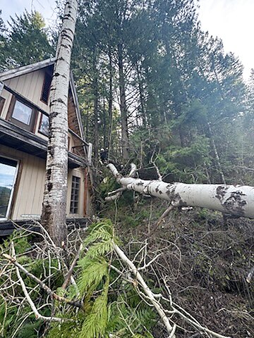 Tree Removal